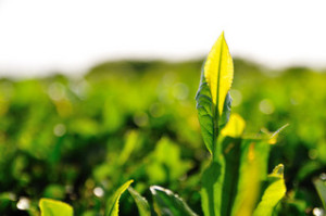 Green Tea + White Tea + Black Tea + Bulletproof Coffee: Better Together For an Even Better Brain