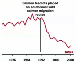 Salmon feedlots placed on southcoast wild salmon migration routes