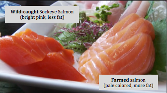 Farm Raised Salmon vs. Wild Caught