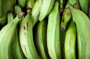Is there such a thing as Bulletproof Resistant Starch?