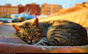 9 Ways To Sleep Better And Wake Up Feeling Like A New Person