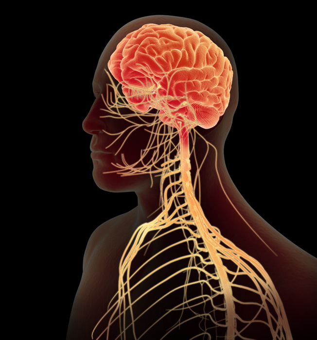 Tone Your Vagus Nerve to Hack Your Whole Nervous System