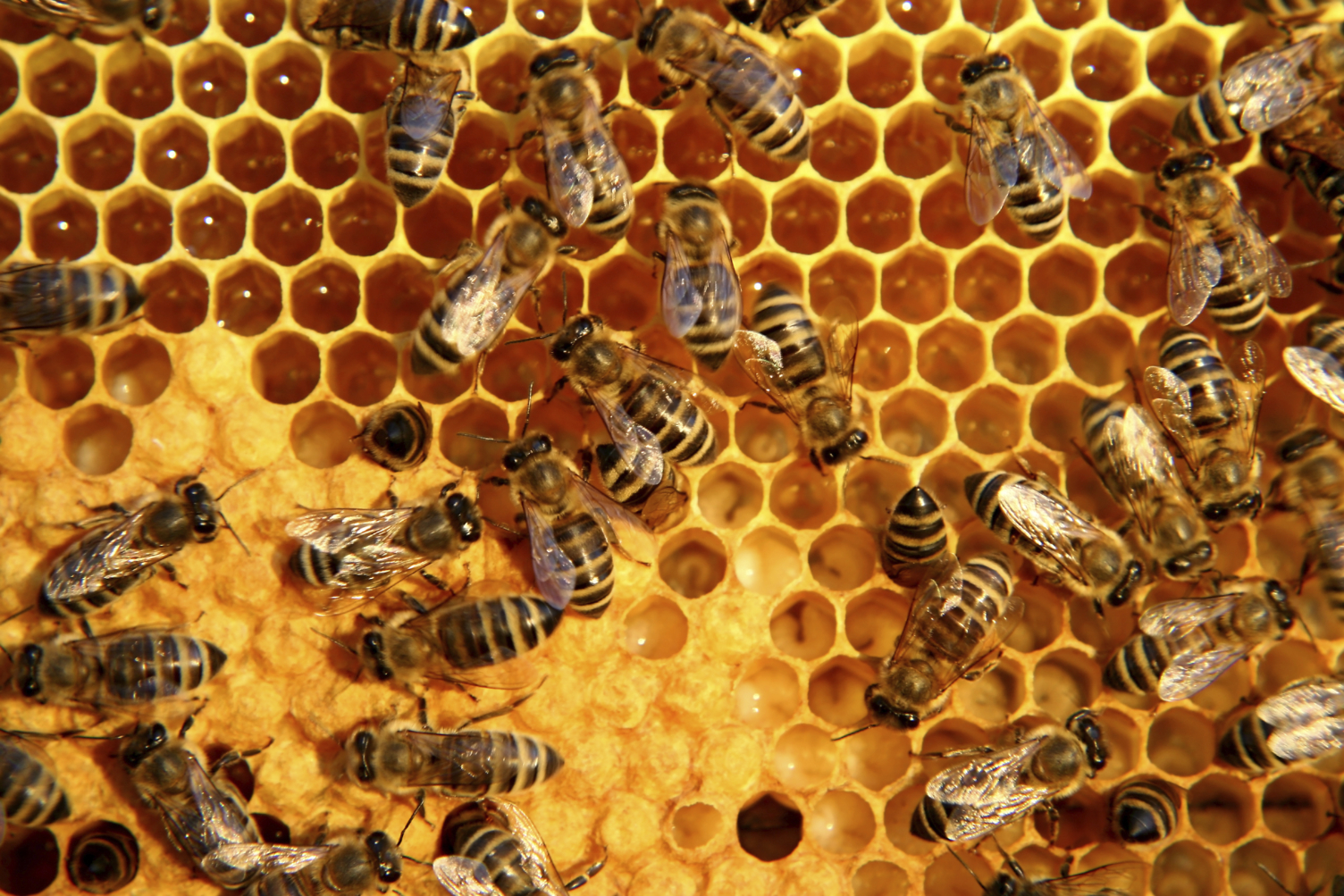 Apitherapy: The Many Benefits of Bee Products