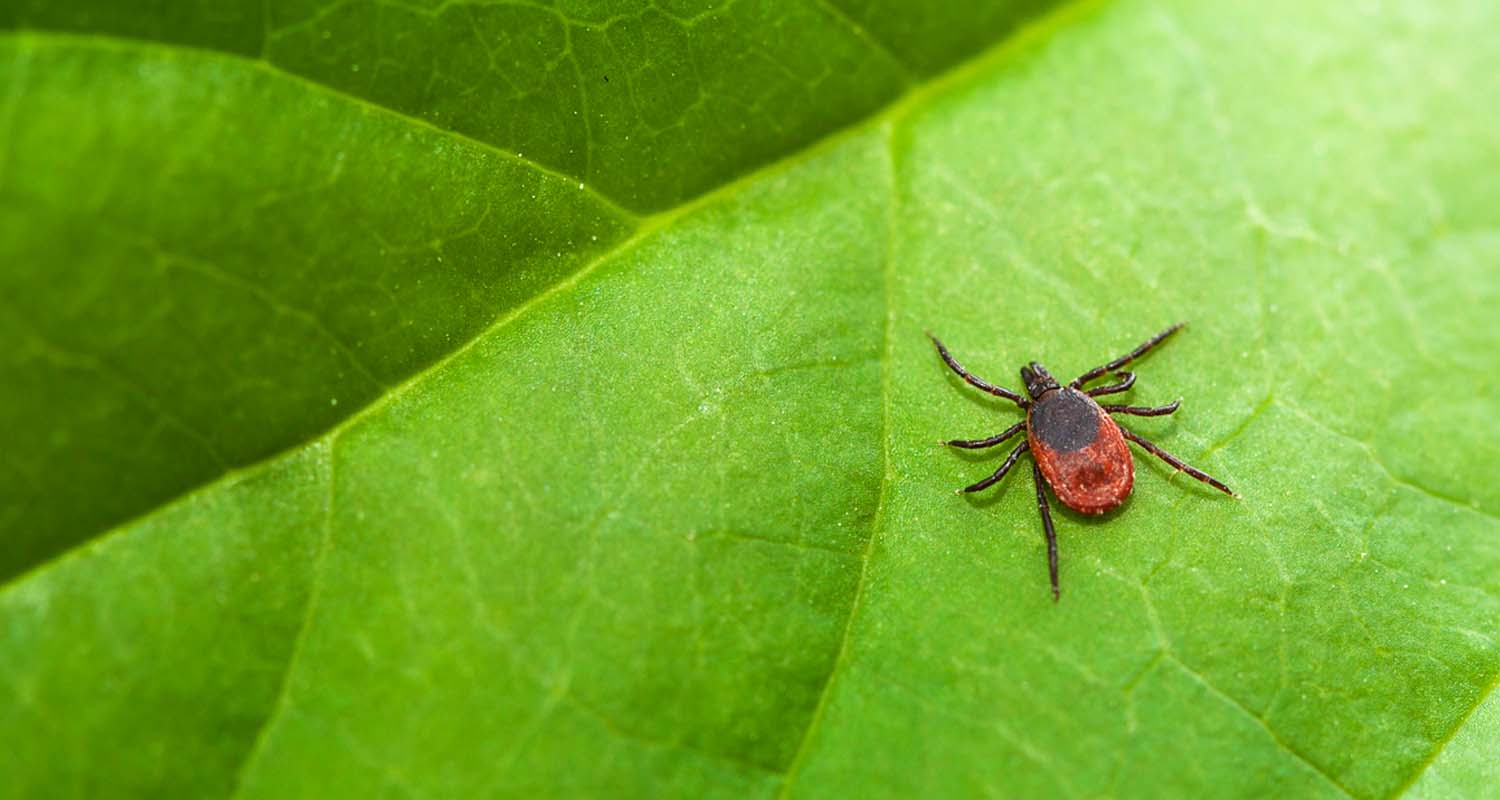 Can You Cure Lyme disease? The Controversy Around Diagnosis and Treatment