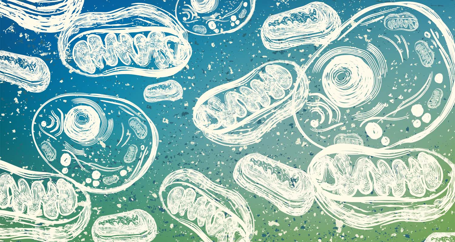 Why Mitochondria Are the Key to Slowing Down the Aging Process