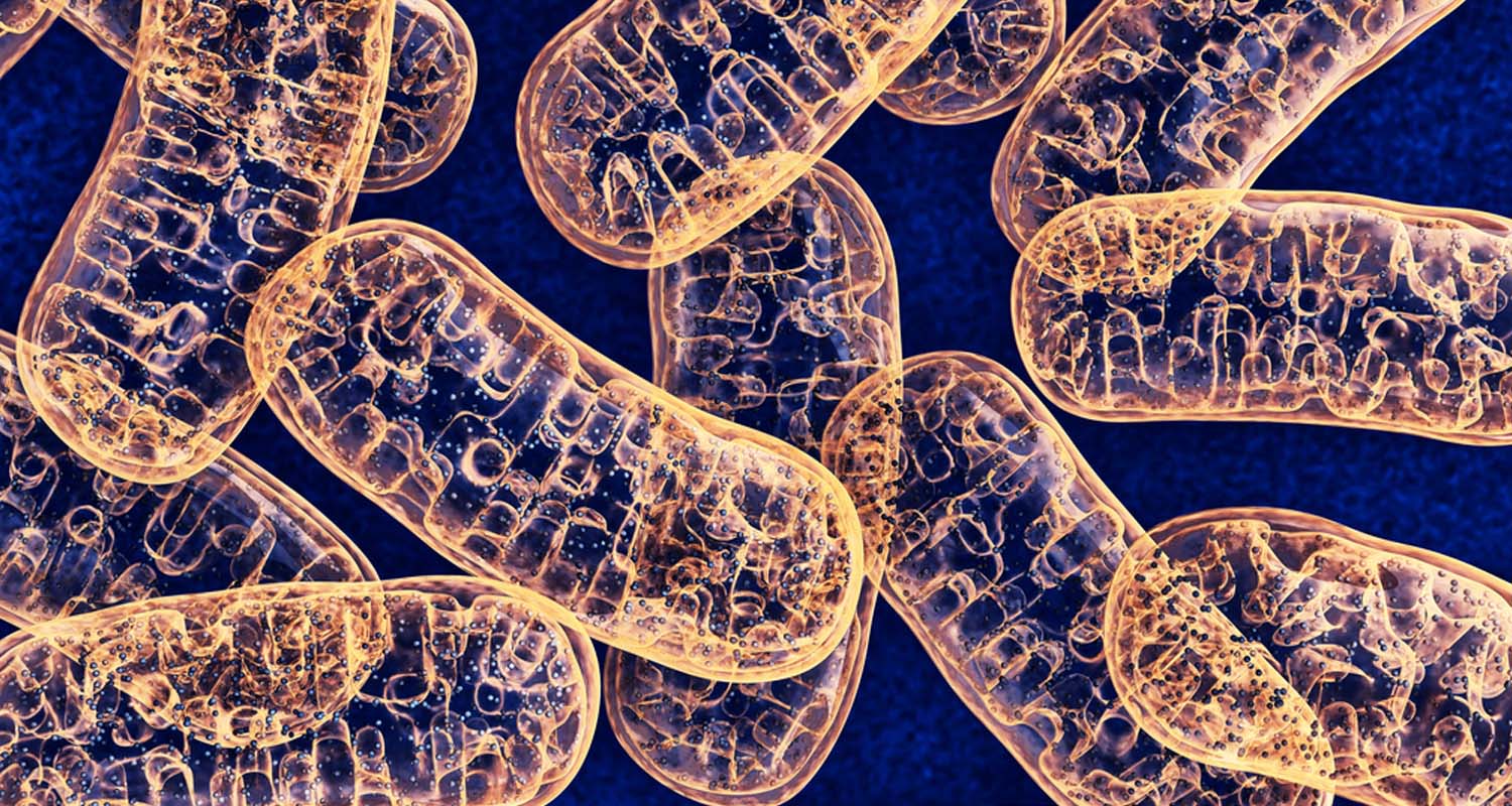 How & why you should get your mitochondria tested