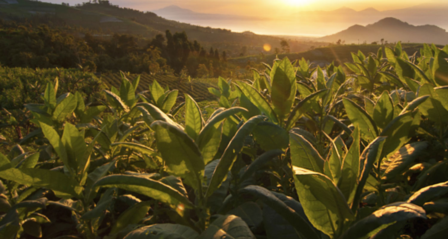Nicotine as a smart drug: picture of tobacco plants at sunrise