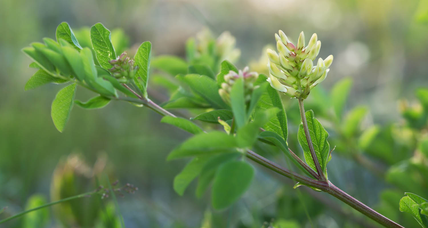 adaptogenic herbs astragalus