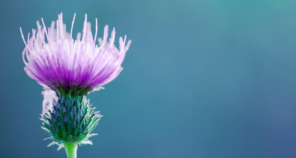 Milk thistle is a natural remedy for allergy symptoms