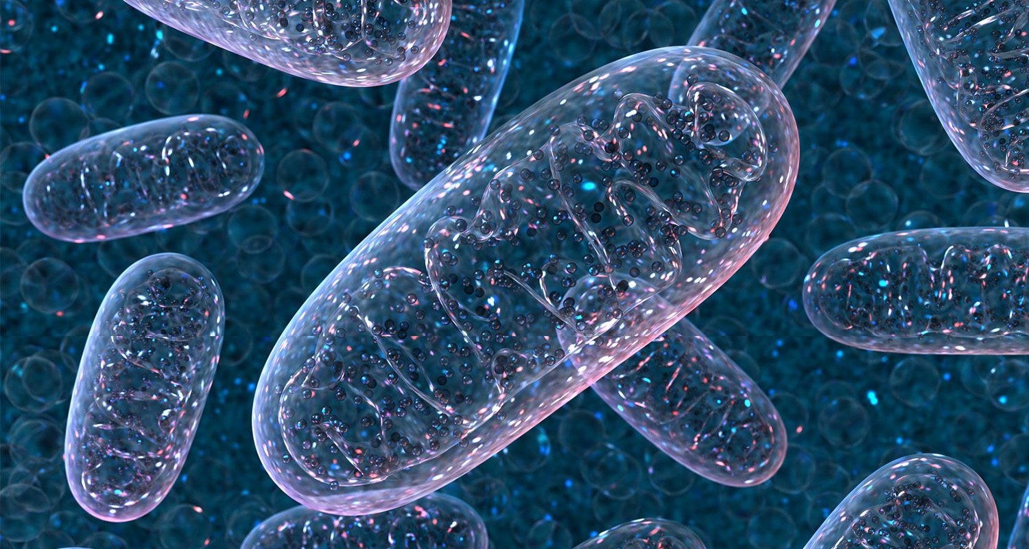 Are Statin Side Effects Worth the Risk_Statins interfere with your mitochondria