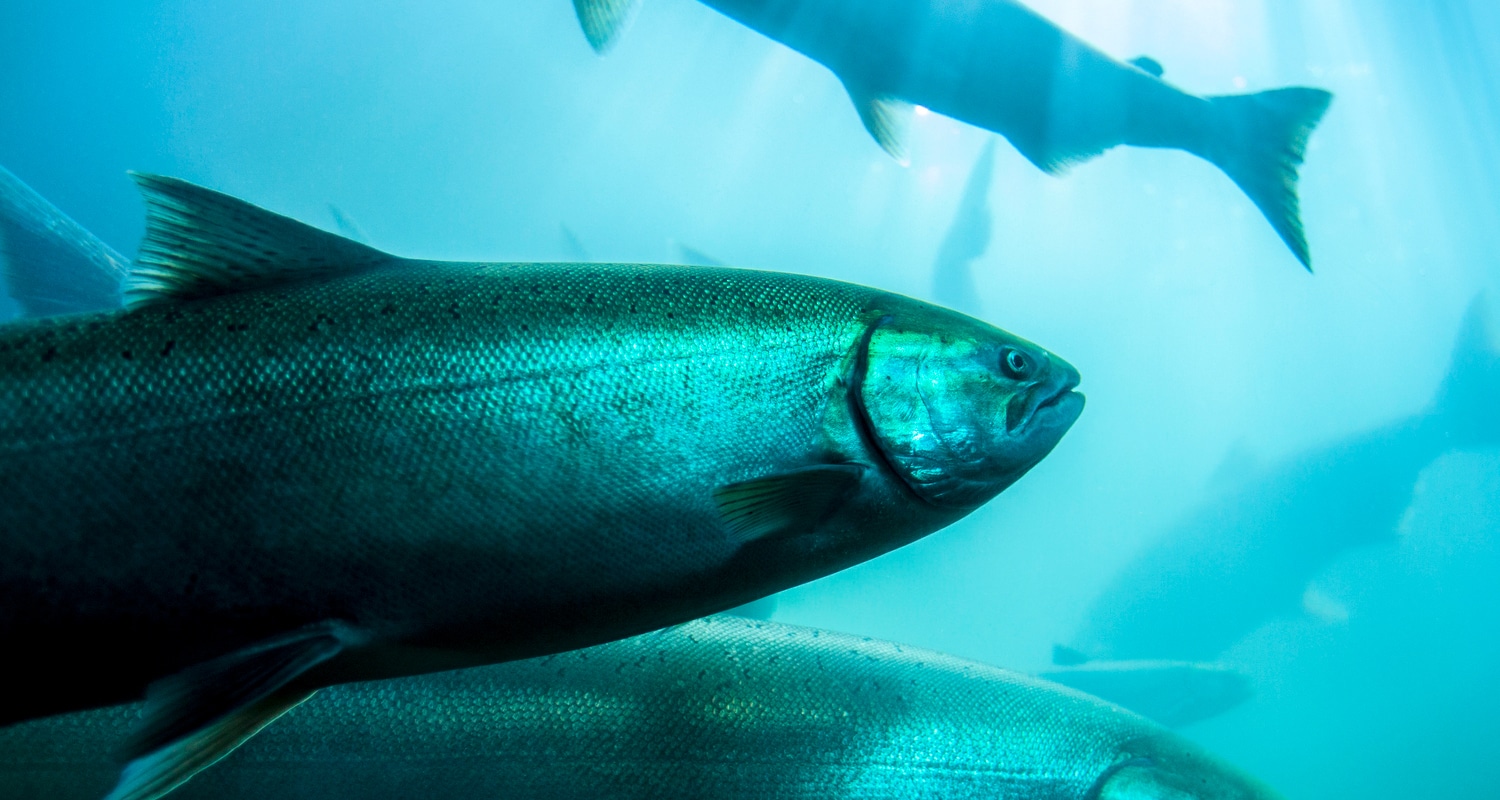 5 Reasons to Avoid Farm-Raised Salmon – and Why Wild Salmon Is Better