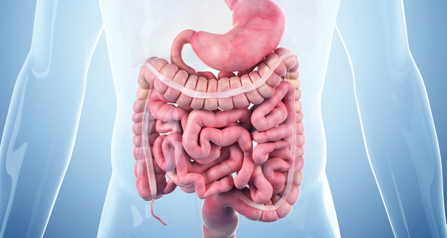Closeup of intestines