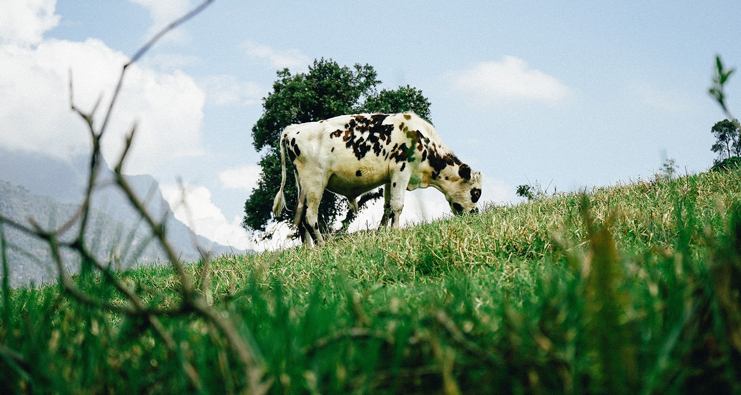 Don’t Give Up Meat for the Planet. Grass-Fed Beef Is the Better Answer to Climate Change