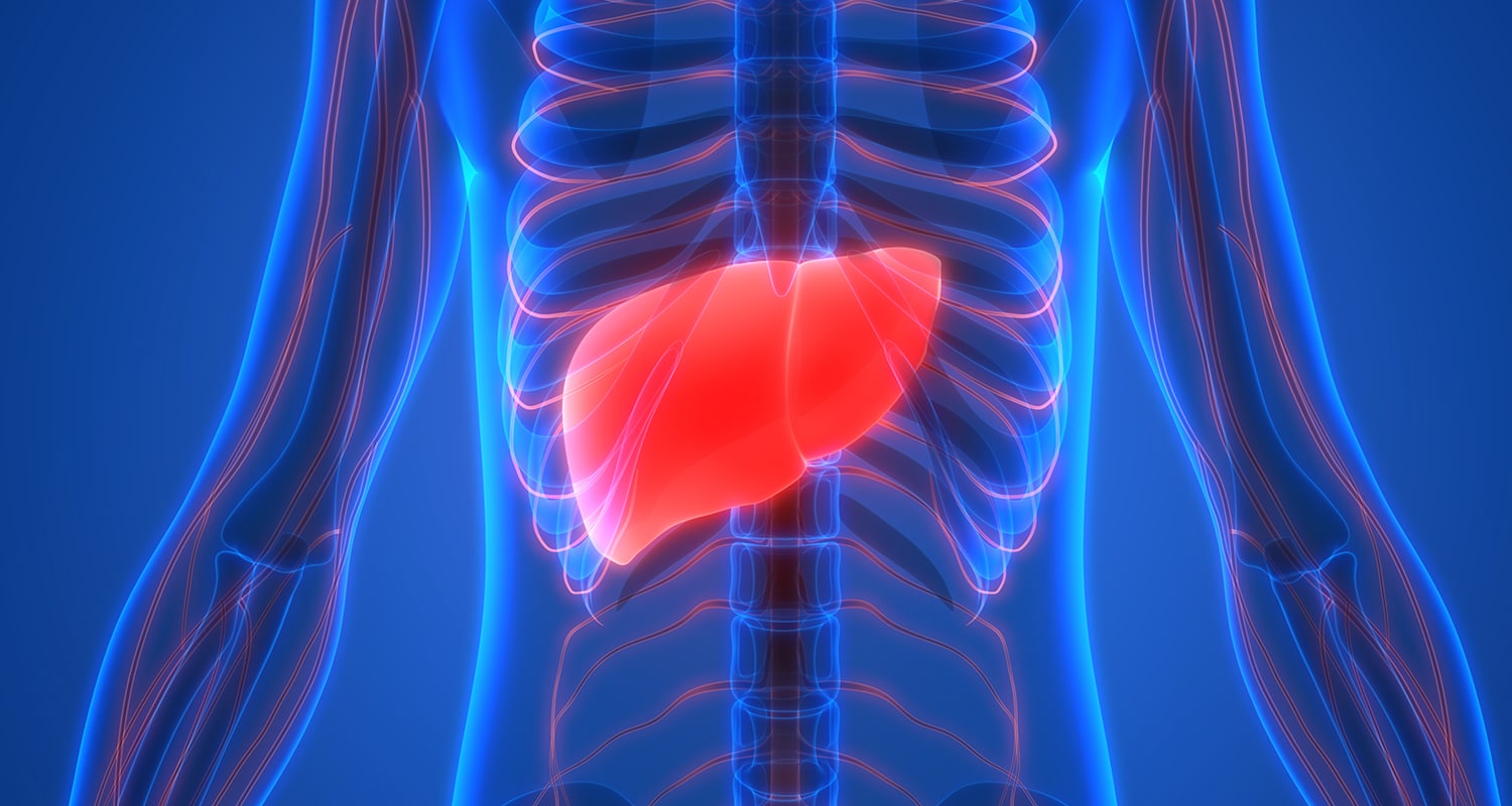 Liver isolated in body illustration