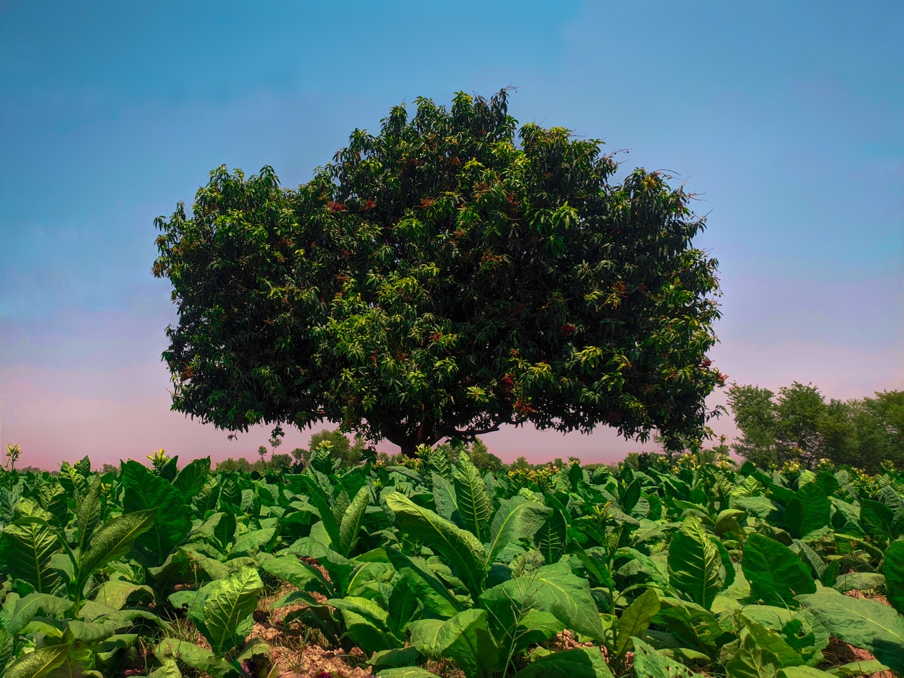 tobacco-plants