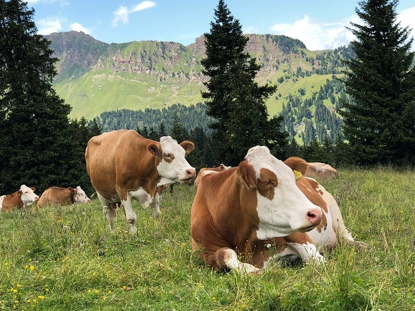 cows resting in field