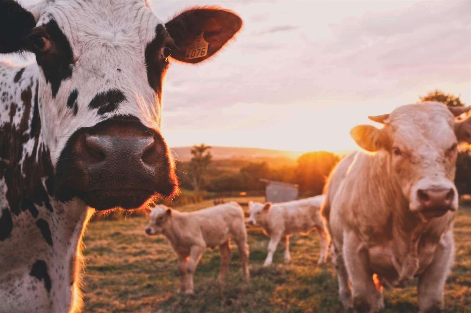Four Reasons You Should Always Choose Grass-fed Beef