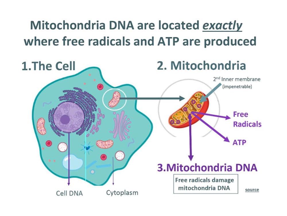 Energy Bits info graphic illustrating mitochondria DNA