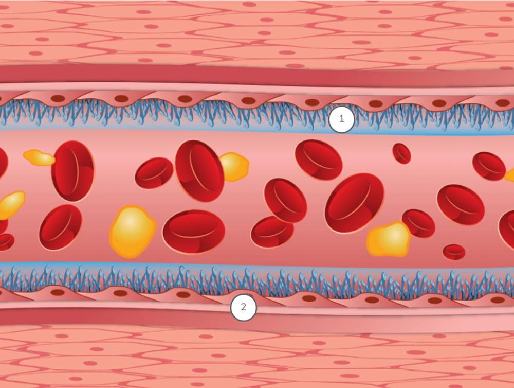 Blood vessel diagram
