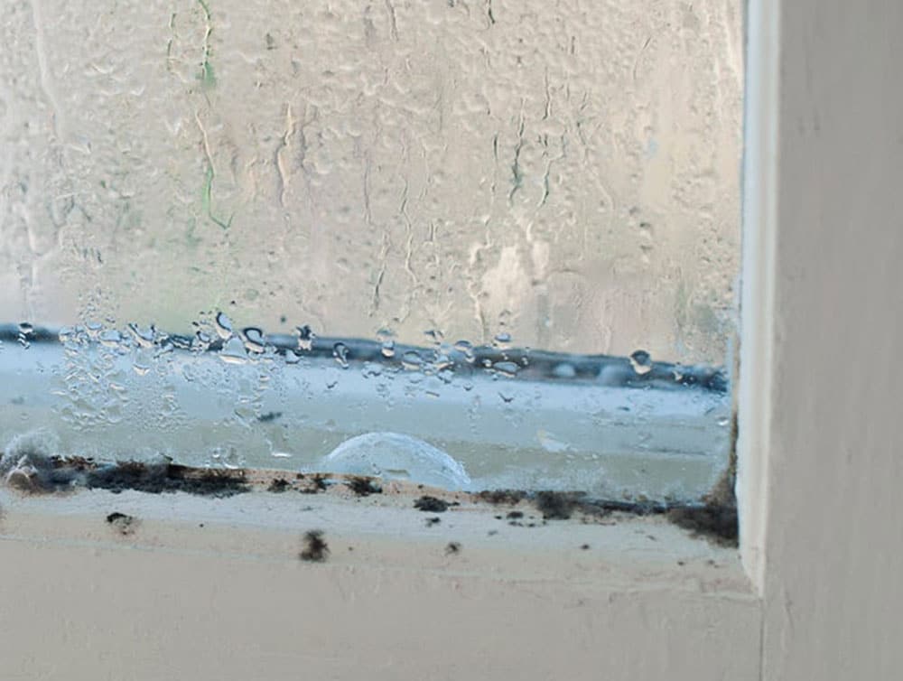 Wet window seal with mold growing