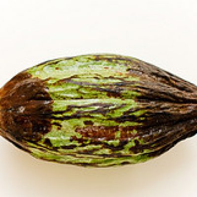 A green and brown pod containing cacao