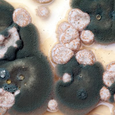 The 3 Steps to Deal With Toxic Black Mold_header