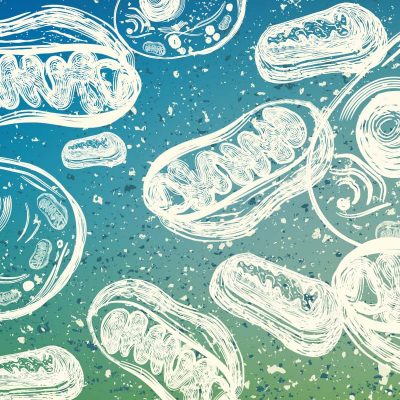 What Are Mitochondria And Why Should You Care_Header