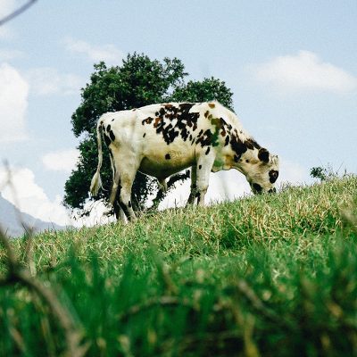 Cow grazing on green grass under blue sky
