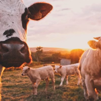 cows feeding on grass