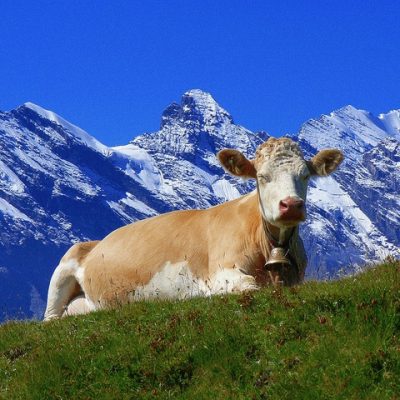 Happy Swiss Cow by Artnow314