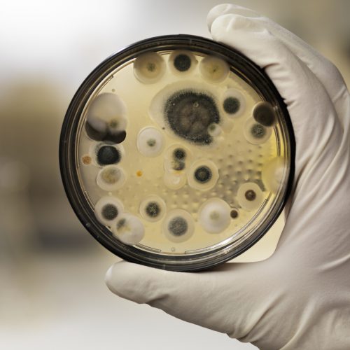 Mildew culture on agar plate, laboratory scene