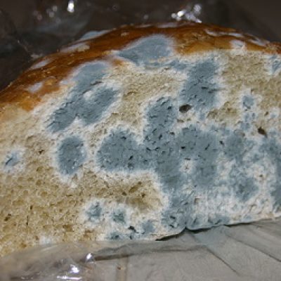 moldy bread