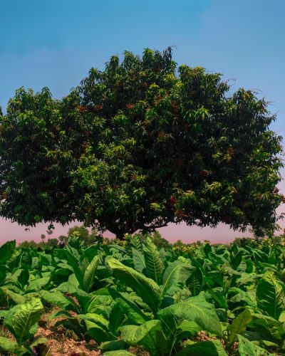 tobacco-plants